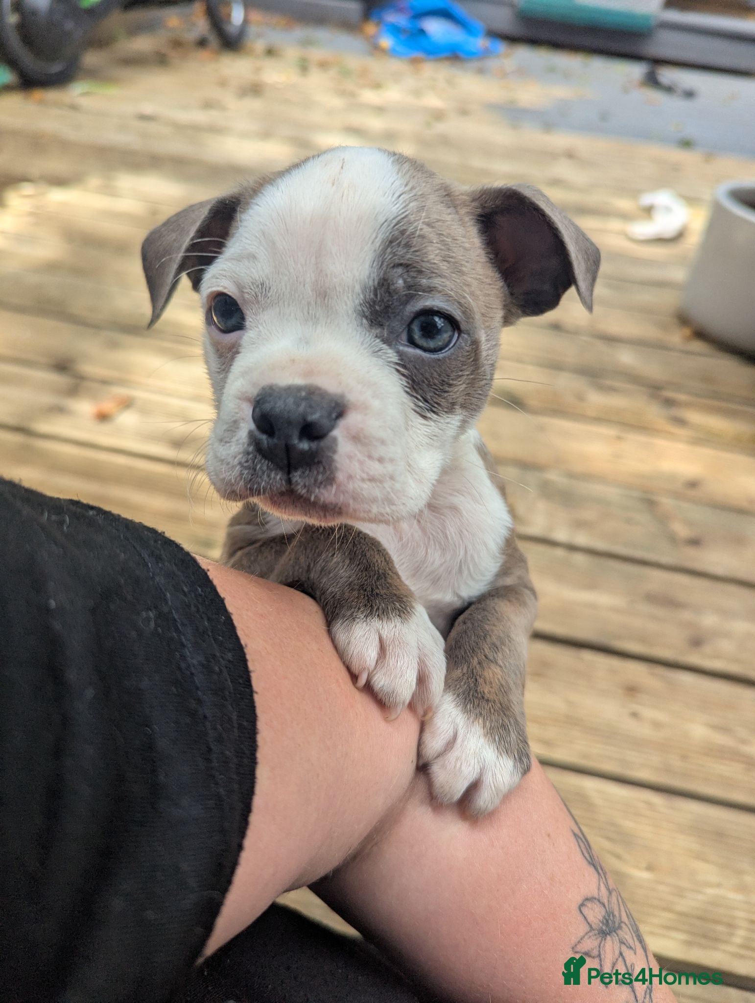 Boston Terrier dogs Boston X Puppies for sale * READY NOW * - Advert 6
