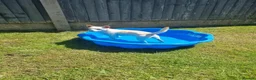 Chihuahua dogs for stud: Male chihuahua  in Stoke-on-Trent - Advert 3