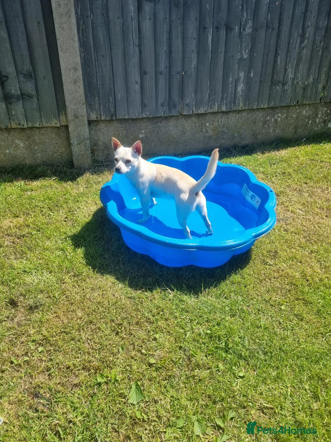 Chihuahua dogs for stud: Male chihuahua  in Stoke-on-Trent - Advert 3