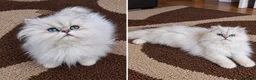 Persian cats for sale: Playful chunky ready to go!  - Advert 5
