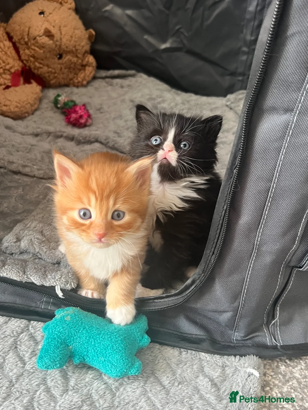 Mixed Breed cats for sale: 4 beautiful half Siamese kittens  - Advert 7