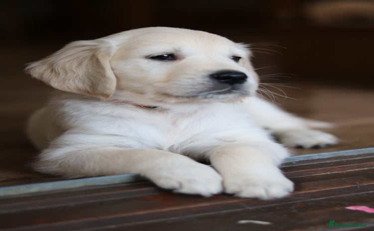 Golden Retriever dogs - Advert 4