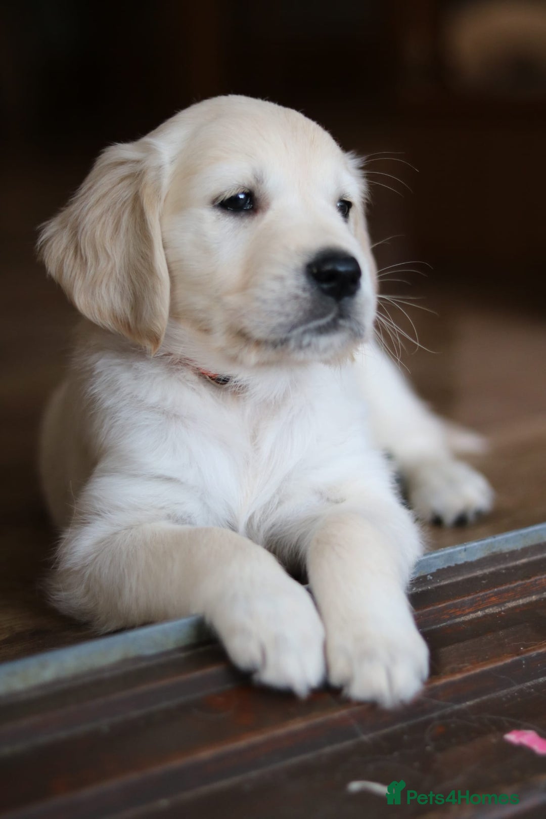 Golden Retriever dogs for sale: Golden retriever pupies  - Image 1