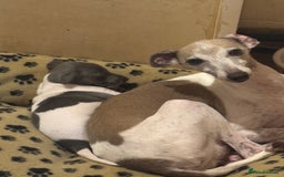 Italian Greyhound dogs for sale: 7/8 Italian greyhound x 1/8 whippet pup for sale  - Image 8