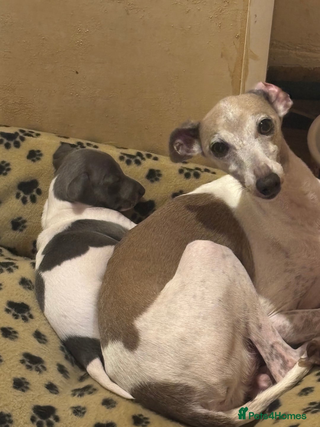 Italian Greyhound dogs for sale: 7/8 Italian greyhound x 1/8 whippet pup for sale  - Image 8