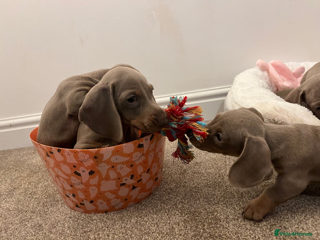 Dachshund dogs for sale: Beautiful Isabella pups exceptional quality  - Image 33