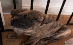 Mixed Breed dogs for sale: Beautiful Presa Mix Pups  - Image 7