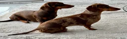 Miniature Dachshund dogs for sale: Gorgeous miniature dachshund puppies - Advert 6