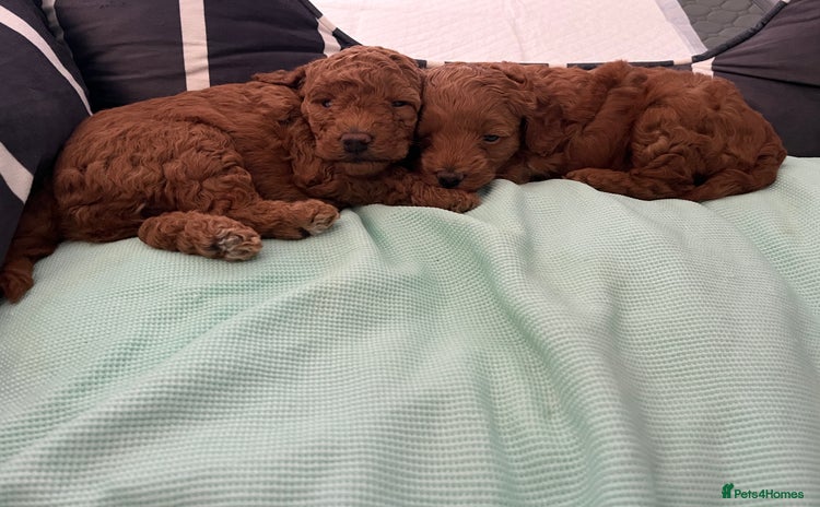 Cockapoo dogs - Advert 2
