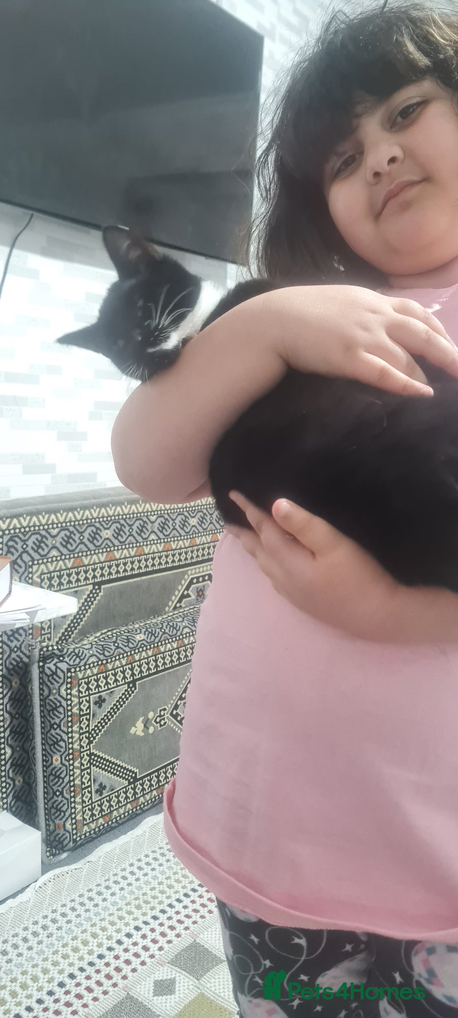 Domestic Shorthair cats for sale: Black cat - Advert 11