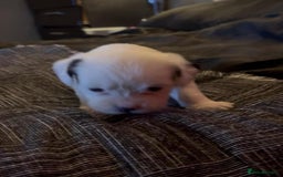 Mastiff dogs for sale: Mastiff puppies  - Image 5