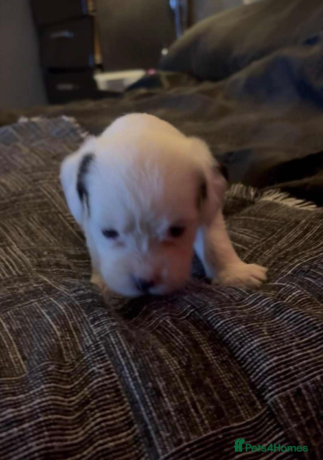 Mastiff dogs for sale: Mastiff puppies  - Image 5