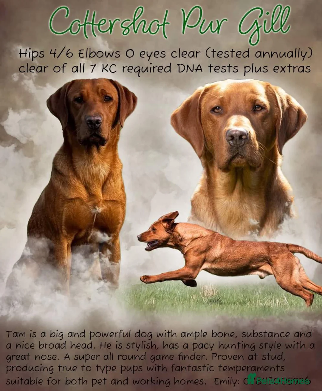 Labrador Retriever dogs for stud: ✨PROVEN FULLY HEALTH TESTED WORKING RED LABRADOR✨ in Hawes - Advert 19