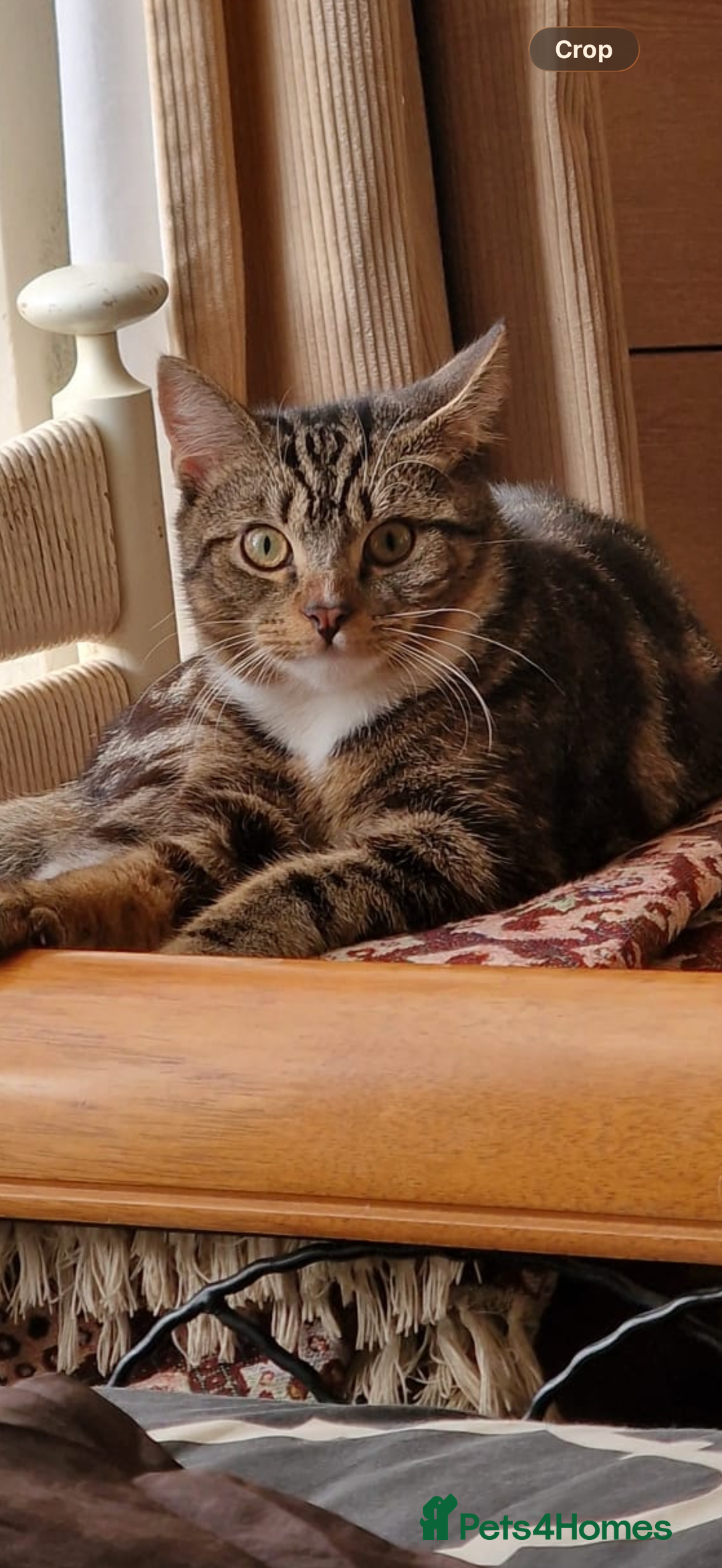 Domestic Shorthair cats for sale: Domestic shorthair Tabby  - Advert 3