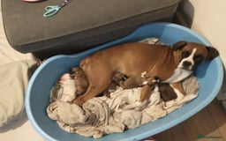 Boxer dogs for sale: KC REG boxer girl with bob tail - Image 4