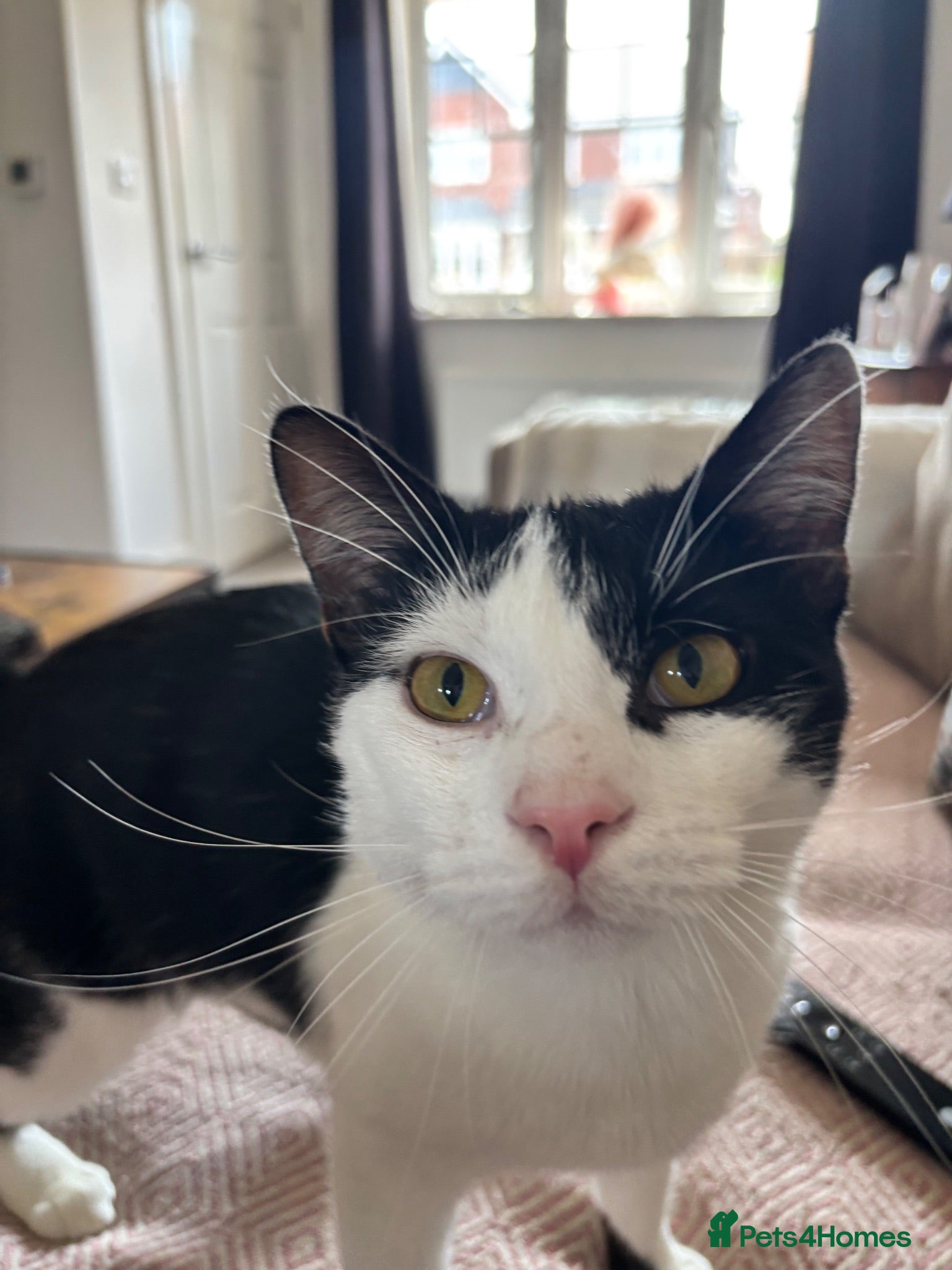 Mixed Breed cats Cat called lucky - Advert 1