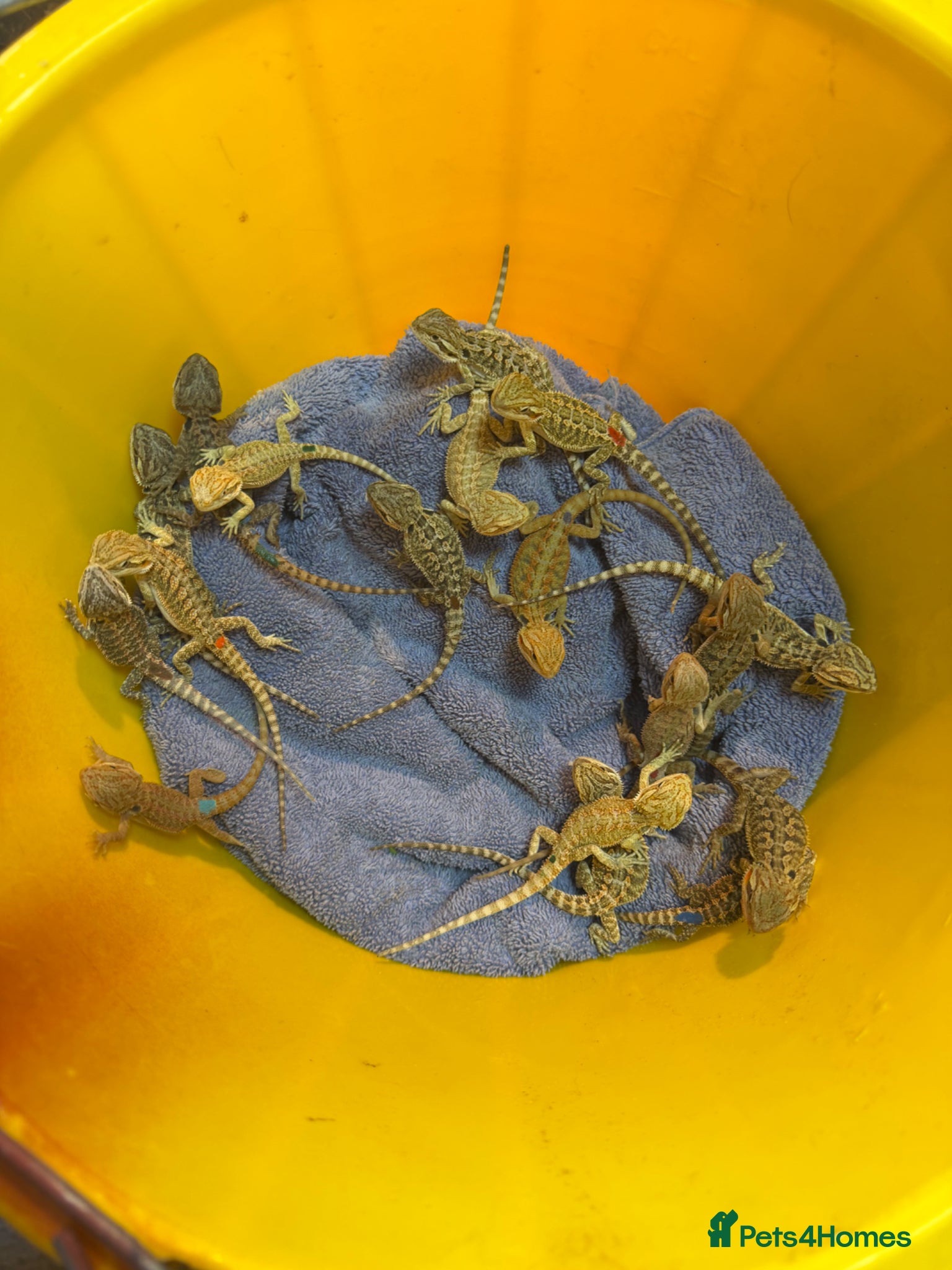 Bearded Dragon reptiles Trans Hypo Bearded Dragons - Advert 2