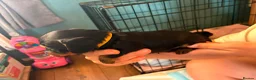 Mixed Breed dogs for sale: Dorkie puppies (dachshund X Yorkshire terrier) - Advert 3