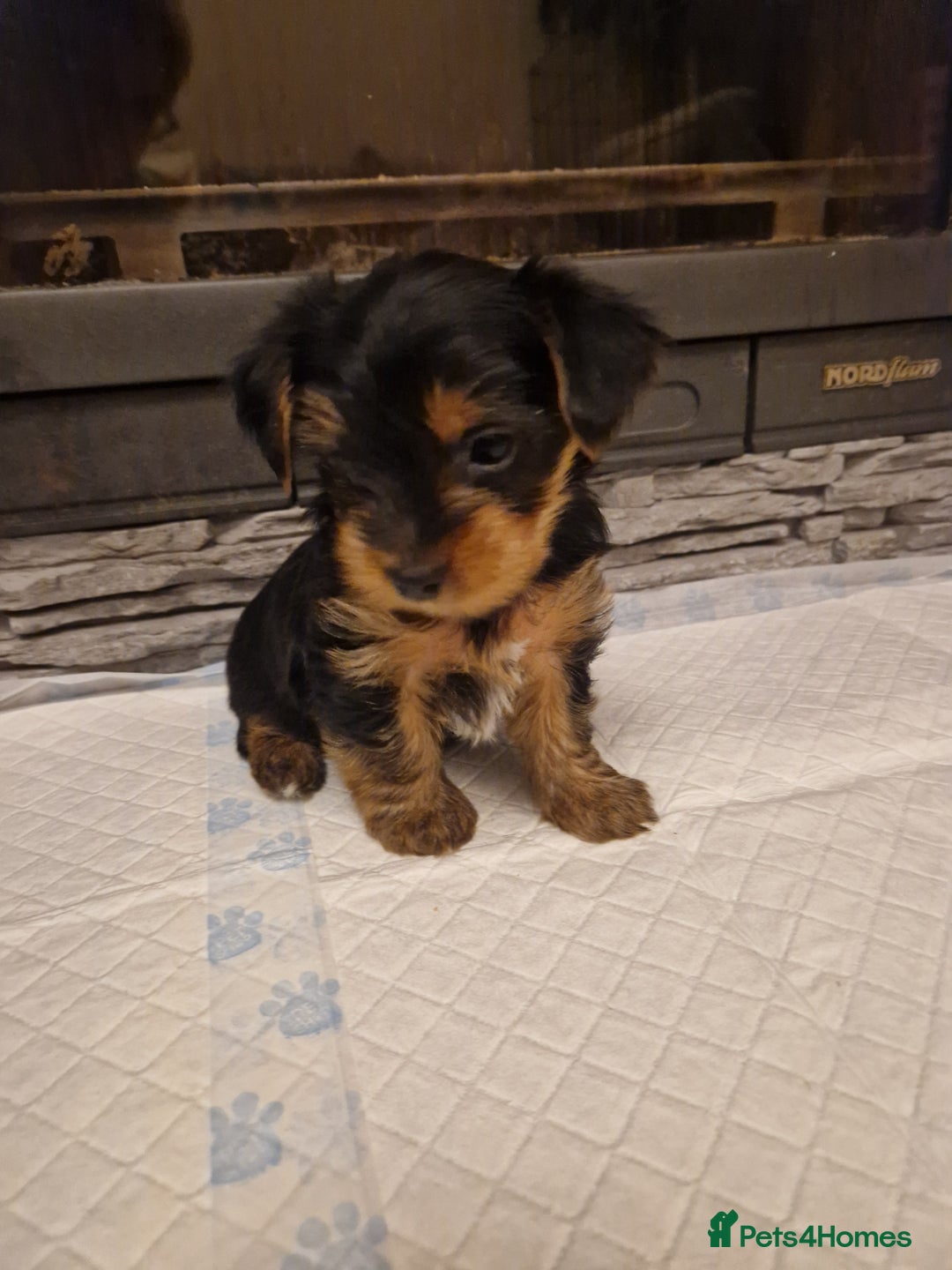 Yorkshire Terrier dogs for sale: Beautiful yorkie puppies - Advert 25
