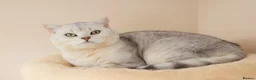 British Shorthair cats for stud: British Shorthair Gold Ny12 and Silver tipped - Advert 4