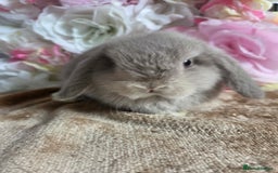 Mini Lop rabbits for sale: 💖💙Friendly & adorable Pure bred mini lop babies  - Image 9
