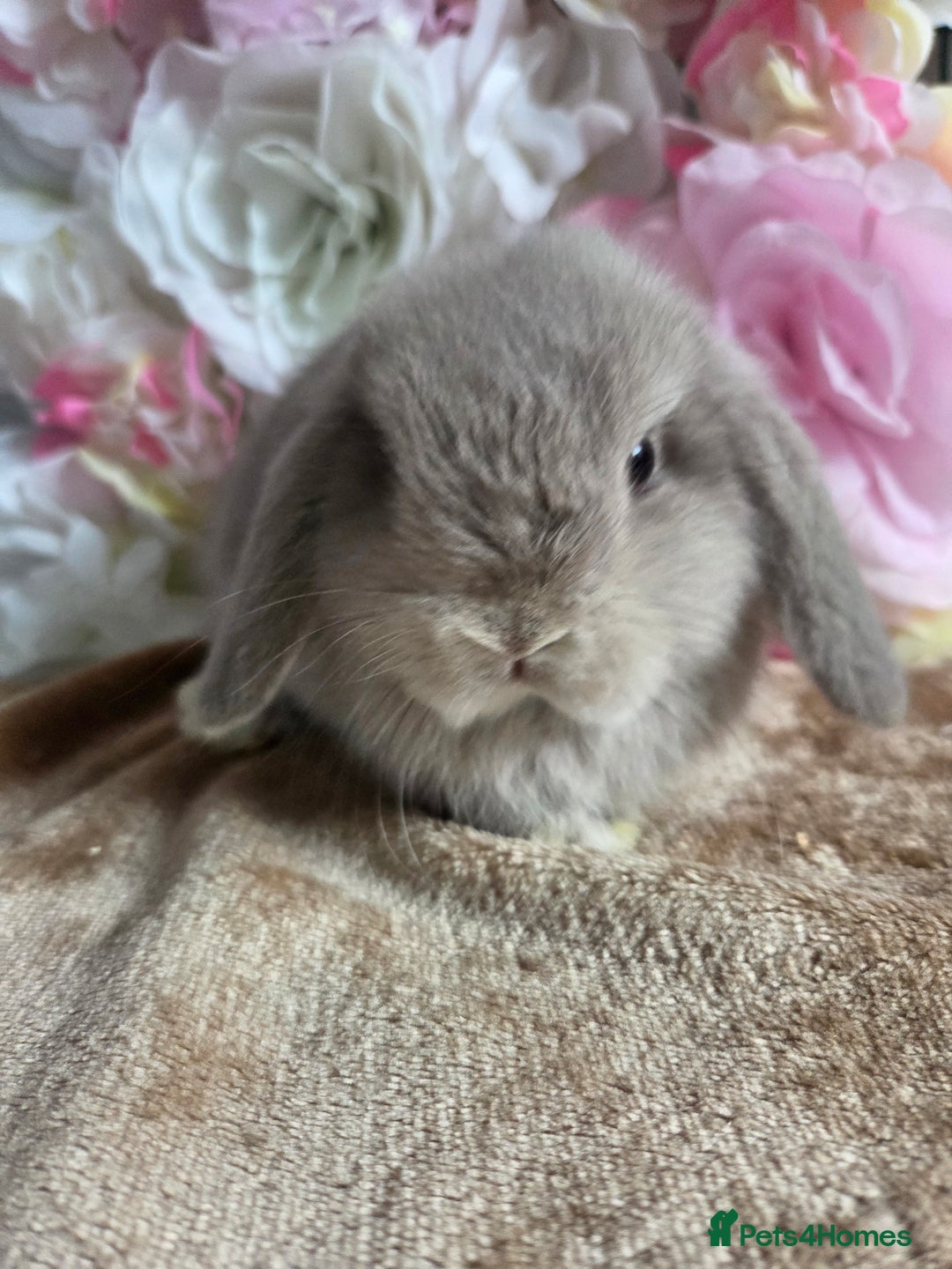 Mini Lop rabbits for sale: 💖💙Friendly & adorable Pure bred mini lop babies  - Image 9