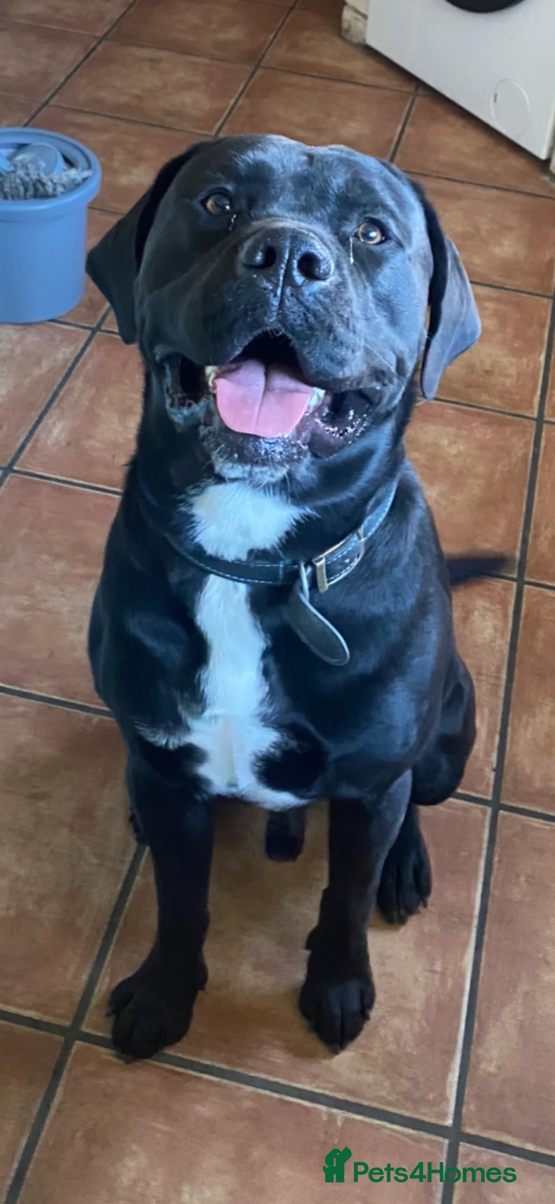 Mixed Breed dogs for sale: 2 Year Old Male Labrador x Presa  - Advert 2