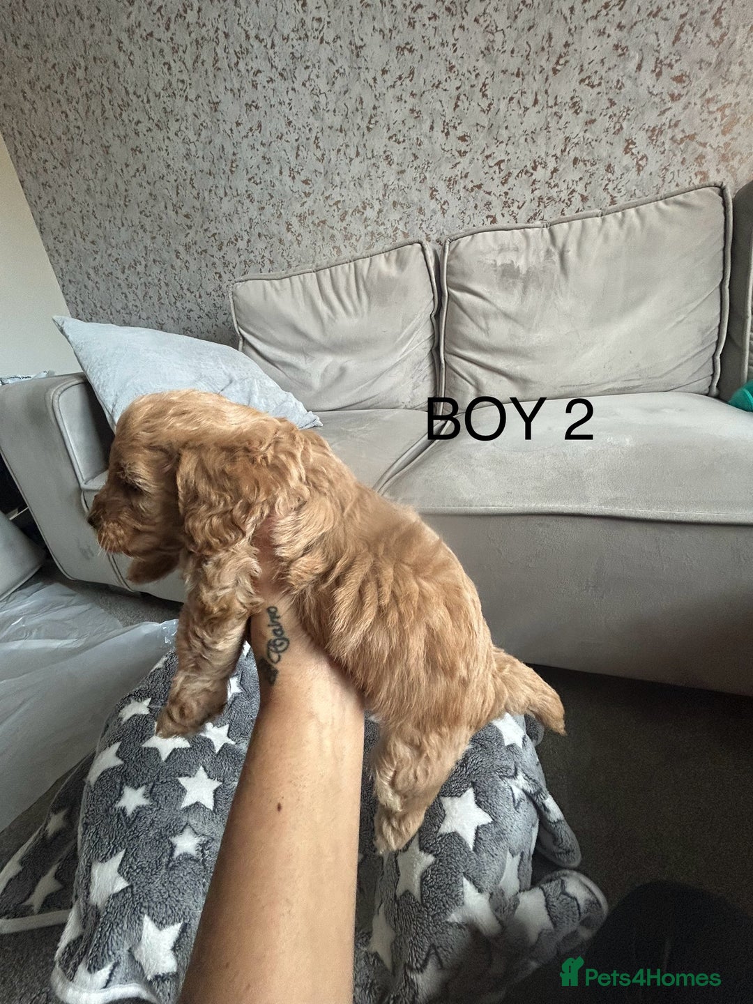 Cockapoo dogs for sale: Beautiful litter of tiny chunky Cockapoo puppies  - Image 8