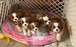 Cavalier King Charles Spaniel dogs for stud: KC CAVALIER KING CHARLES FOR STUD in Oldham - Image 6