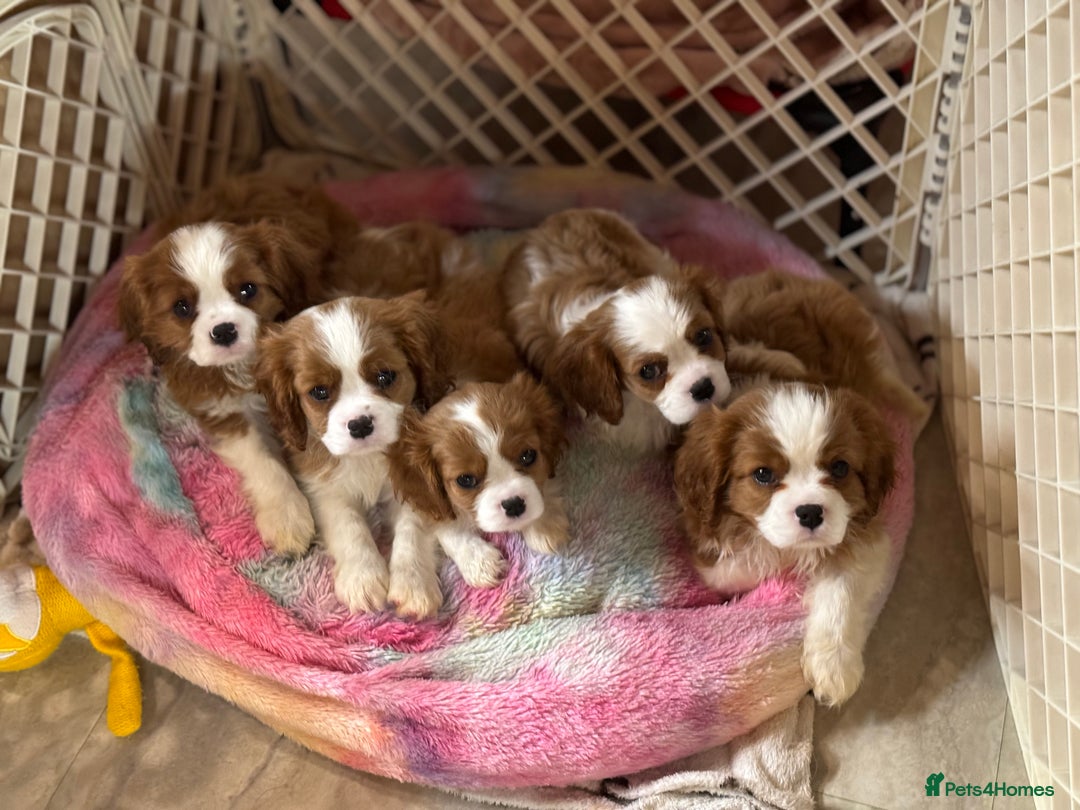 Cavalier King Charles Spaniel dogs for stud: KC CAVALIER KING CHARLES FOR STUD in Oldham - Image 6