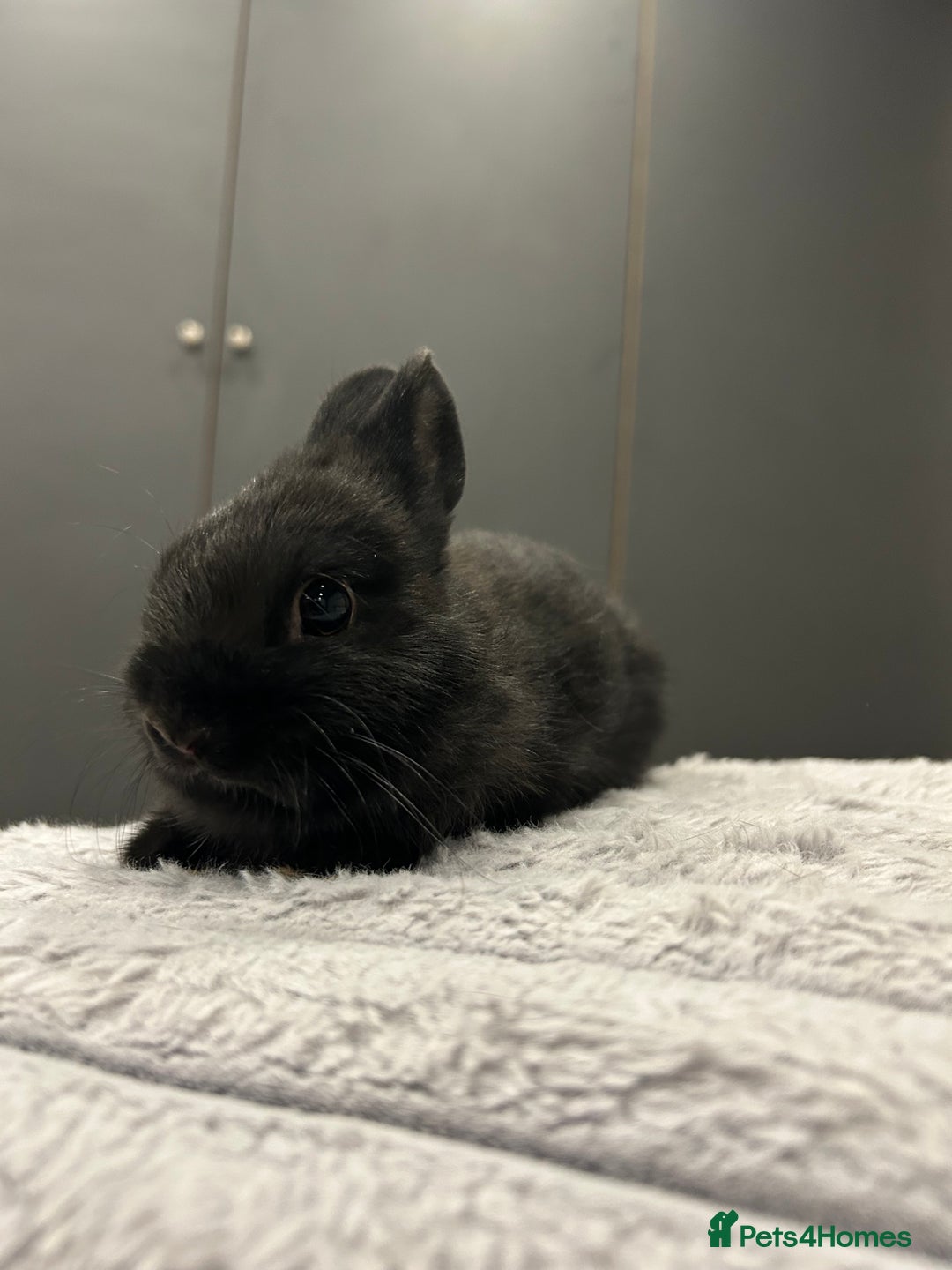 Netherland Dwarf rabbits for sale: Baby Netherland dwarfs  - Advert 10