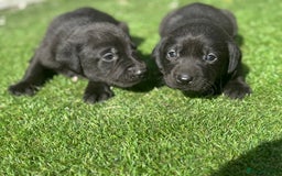 Labrador Retriever dogs for sale: Beautiful top kc line Labrador puppy’s  - Image 20