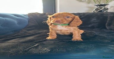 Cocker Spaniel dogs - Advert 15
