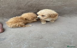 Maltipoo dogs for sale: Multipoo  - Image 10