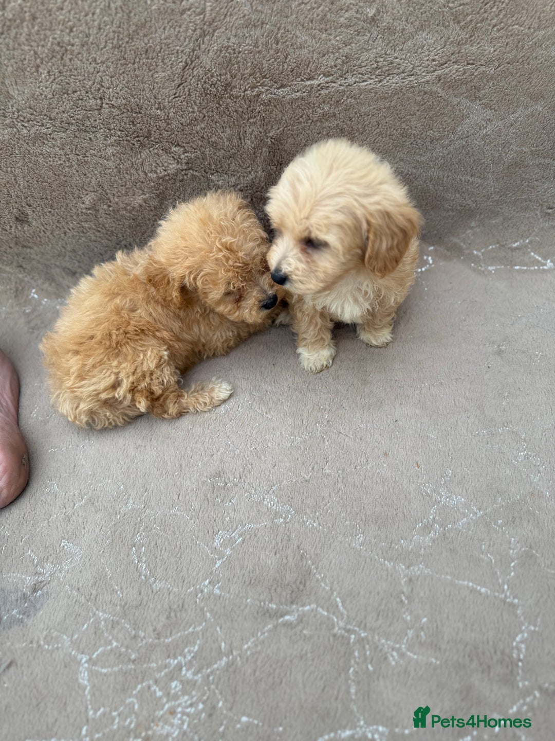 Maltipoo dogs for sale: Multipoo  - Image 10