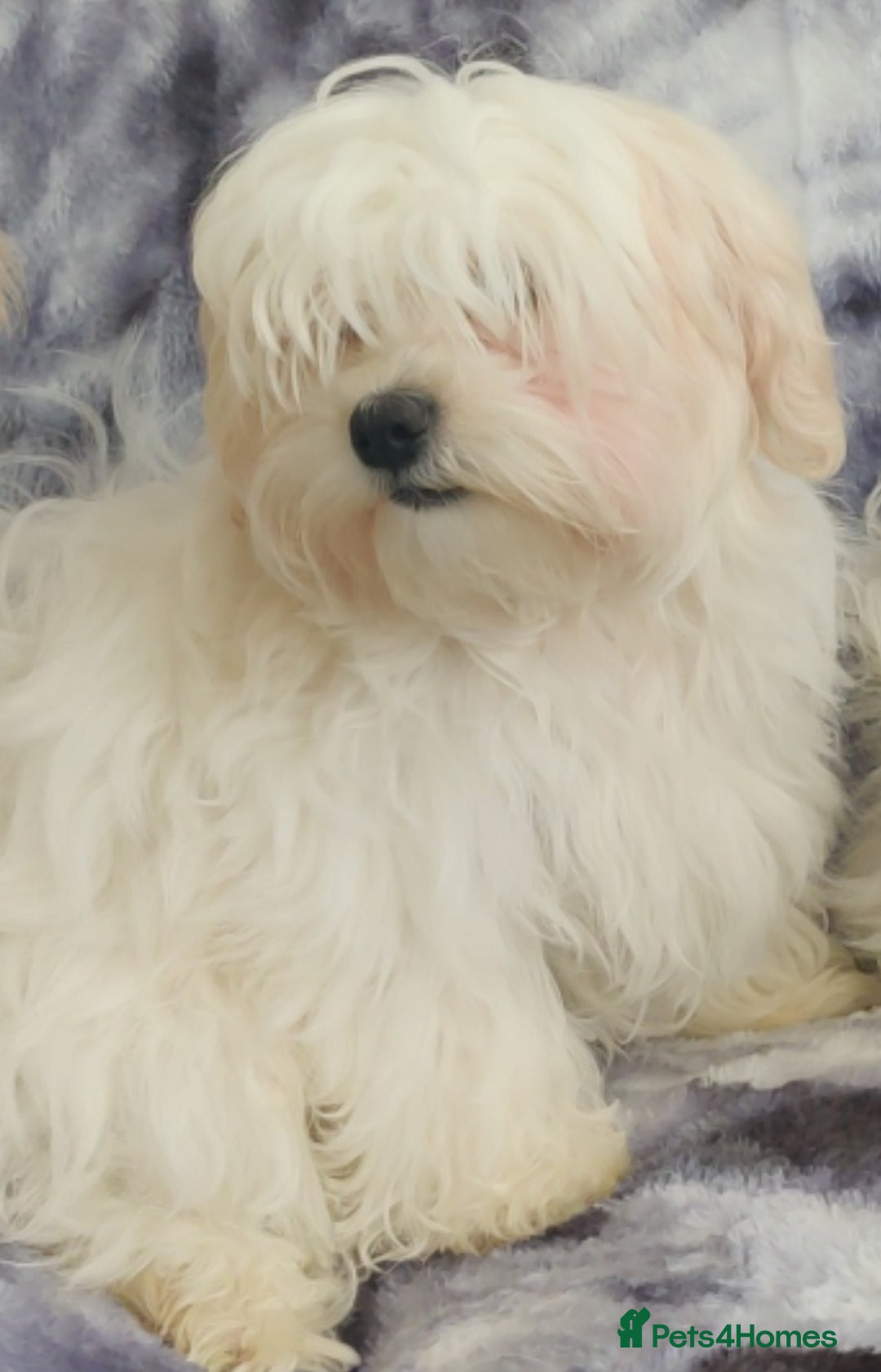 Maltese dogs for sale: BEAUTIFUL MALTESE PUPPIES - FROM LONDON . - Advert 11