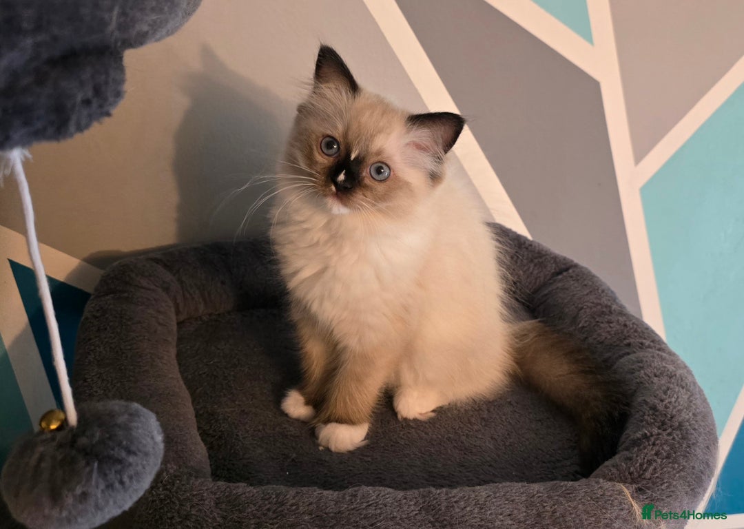 Ragdoll cats for sale: 5 Adorable Ragdoll Kittens - Ready now ✨️ in Billericay - Image 3
