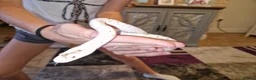 Corn Snake reptiles for sale: Female Palmetto Corn snake in Chester - Advert 7