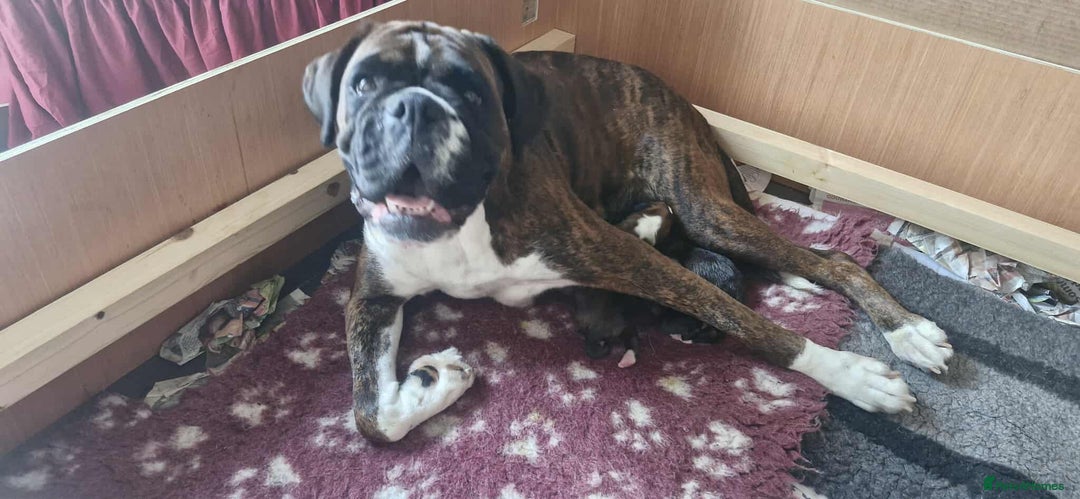 Boxer dogs for sale: Boxer puppies - Image 7