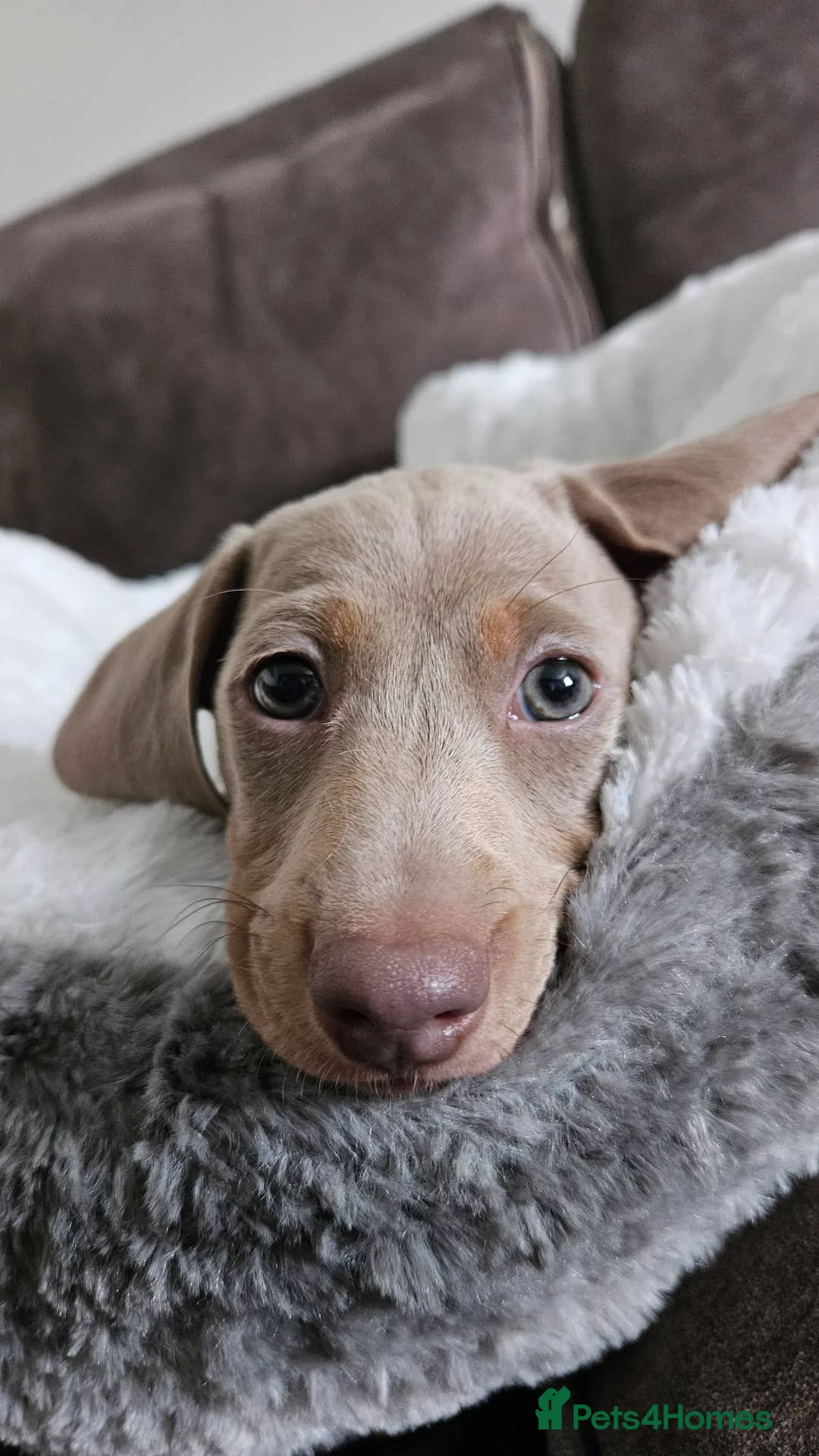Miniature Dachshund dogs for stud: KC registered Isabelle & Tan  in Pontefract - Advert 12