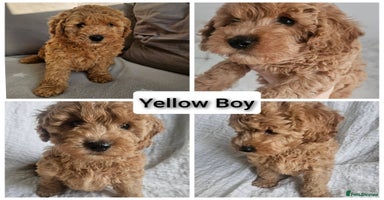 Mini Goldendoodle dogs - Advert 1