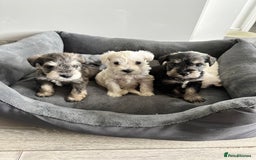 Miniature Schnauzer dogs for sale: 🐾 STUNNING KC REG MINIATURE SCHNAUZERS 🐾 - Image 10