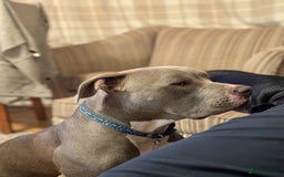 American Bull Staffy dogs for sale: American bull terrier  - Image 1