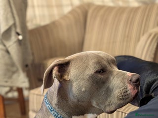 American Bull Staffy dogs for sale - Advert 1