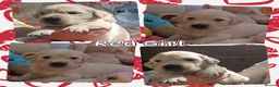Golden Retriever dogs for sale: 8 stunning kc registered golden retriever puppies  - Advert 7