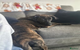 Mixed Breed dogs for sale: Meet Bruno  - Advert 3