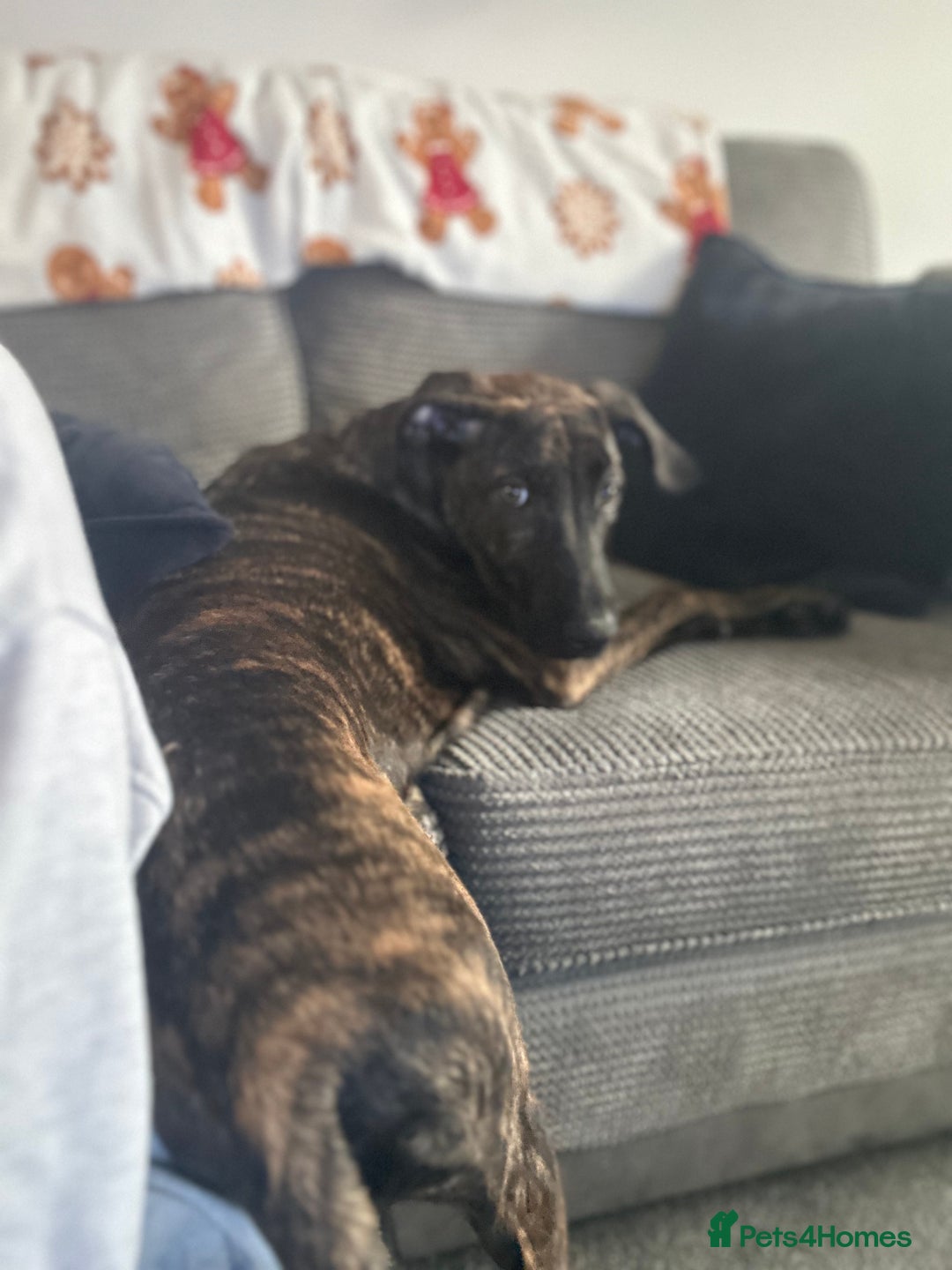 Mixed Breed dogs for sale: Meet Bruno  - Advert 3