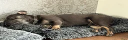French Bulldog dogs for sale: Bohdi - The Frenchie  - Advert 13