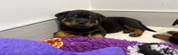 Rottweiler dogs for sale: Beautiful litter of KC Rottweilers  - Advert 12