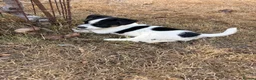 Jack Russell dogs for sale:  jack russell puppies  in Orpington - Advert 8